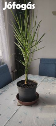 Datolya pálma eladó
