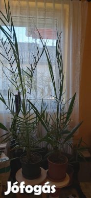 Datolya pálmák helyhiány miatt eladók.