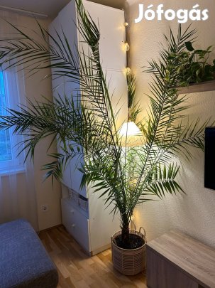 Datolyapálma 2.8 - 3 méter