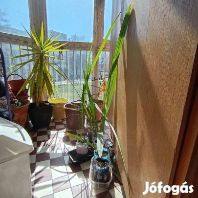Datolyapálma eladó 2-3 évesek, 60-80 cm , többféle datolya pálma