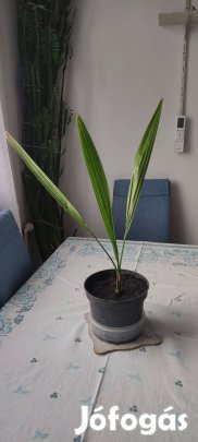 Datolyapálma eladó