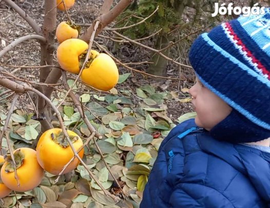 Datolyaszilva, babérmeggy, leyland ciprus, gránátalma, pekándió, kivi,