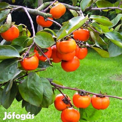 Datolyaszilva oltványok XXL méretben 200-350 cm