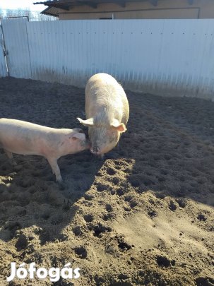 Debrecenben hízók eladók!