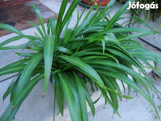 Dekoratív igénytelen szobanövény