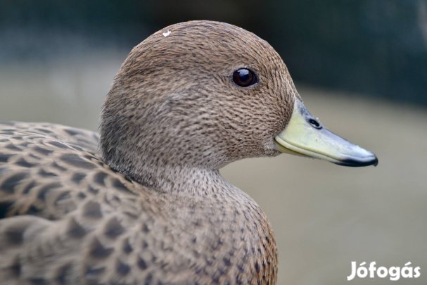 Dél-georgiai nyílfarkú réce pár 
