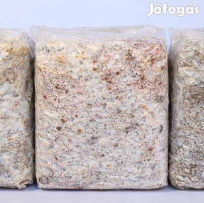 Déli tőkegomba (Agrocybe aegerita) 2kg-os Termőblokk (6306)