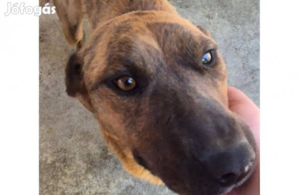 Dénes , 2 éves fiú kutya ebrendészetről gazdásodna