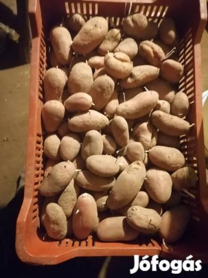 Desiré burgonya eladó 100-forintért kilója.Telefonszámom 30/4851850