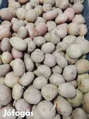 Desiree vetőméretű burgonya