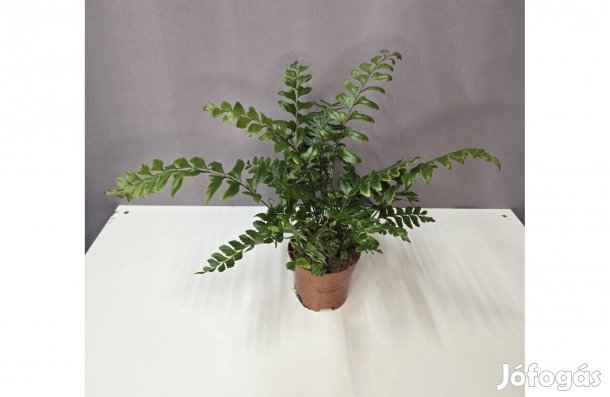 Didymochlaena truncatula