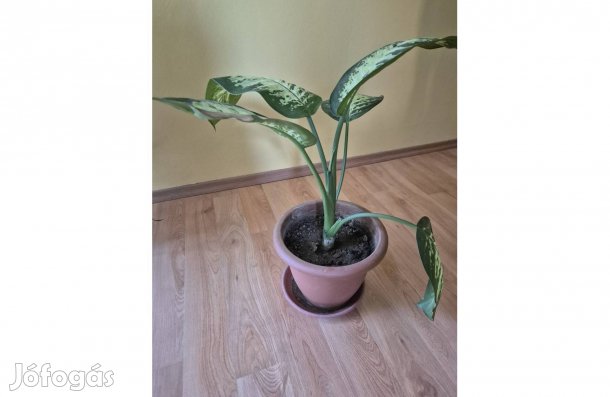 Dieffenbachia szobanövény