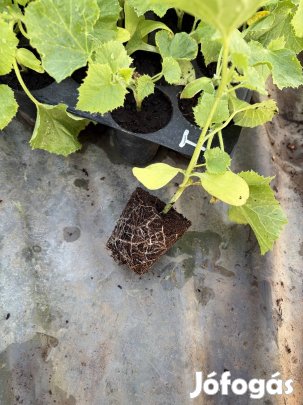 Dinnye palánta eladó!
