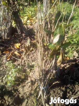 Diófa csemete eladó 06705518163