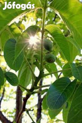 Diófa csemeték eladók (Figyelem, Diófa Ültetvénynek!)