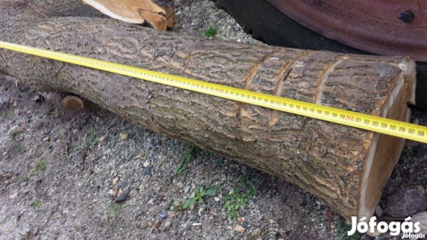 Diófa dió fa diórönk eperrönk 203 cm hossza eladó