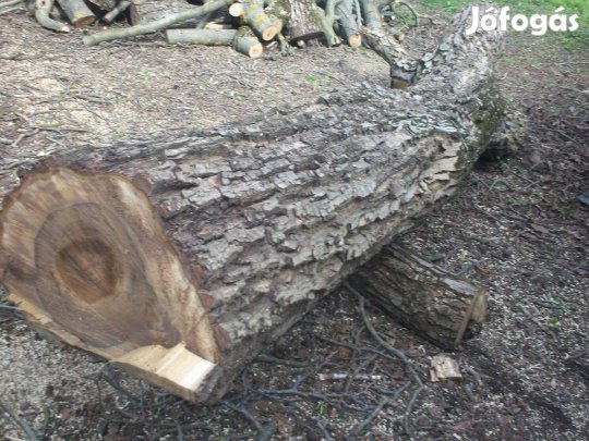 Diófa eladó Miskolcőn