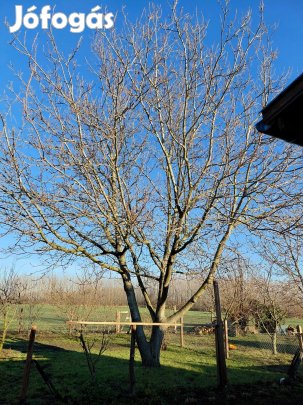 Diófa eladó friss vágú