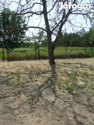 Diofa kivágásra nagykörösön eledó