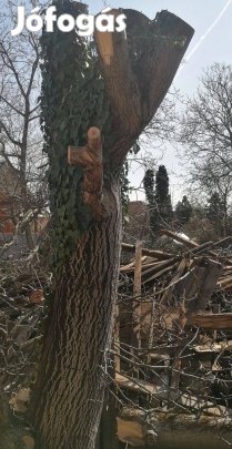 Diófa rönk és ágak eladó