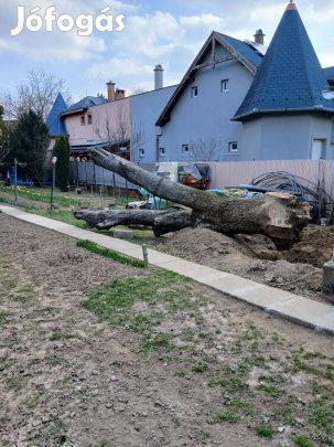 Diófa törzs nagyon jó állapotban