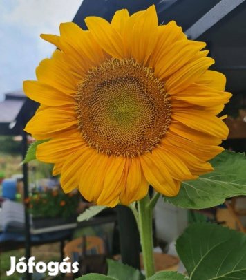 Dísz Napraforgó (Helianthus Annuus Sunrich gold) 70 db mag + 10% bonus