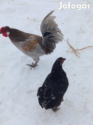 Dísz japán kakas eladó!