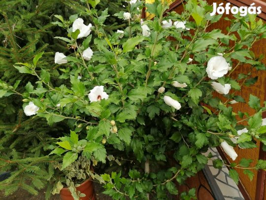 Dísz mályvafacsemeték