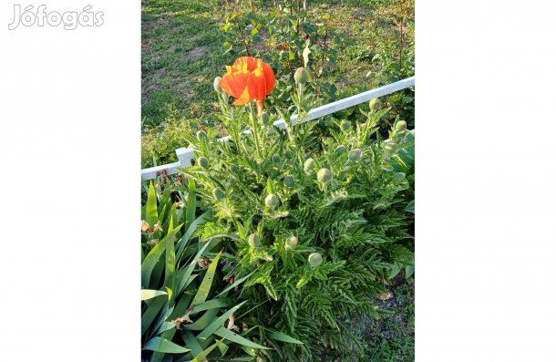 Dísz pipacs, nagy virágú, magok eladóak,