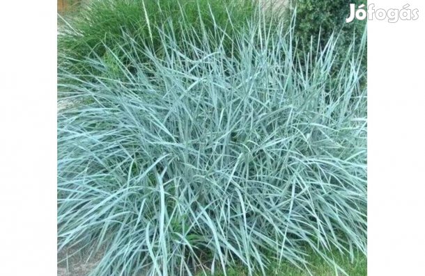 Díszfüvek, Homoki hajperje, Tollborzfü, Vesszős köles, Sás..