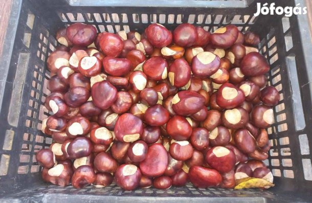 Díszgesztenye dekorhoz