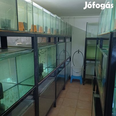 Díszhal tenyészet akvárium állvány