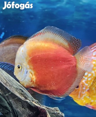Diszkoszhal eladó