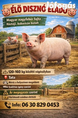 Disznó eladó