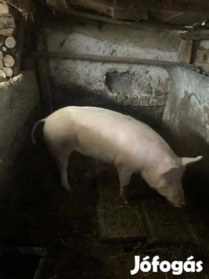 Disznó eladó
