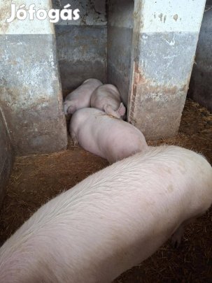 Disznó eladó - Békésszentandrás