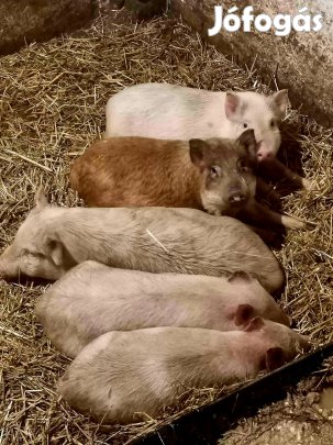 Disznó malac eladó 