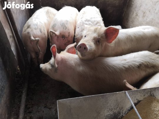 Disznók eladók