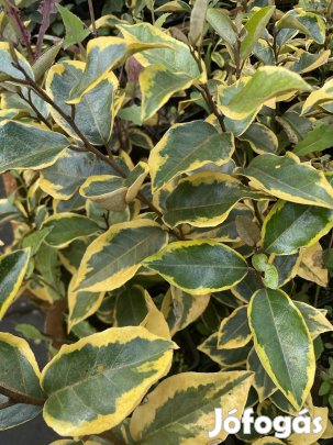 Disznövény  babérmeggy korallberkenye ezüstfa leylandii    
