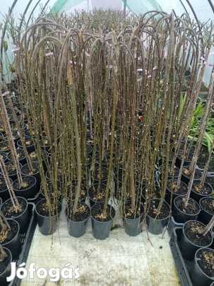 Disznövények, Bogyósok,gyümölcsfák eladók 