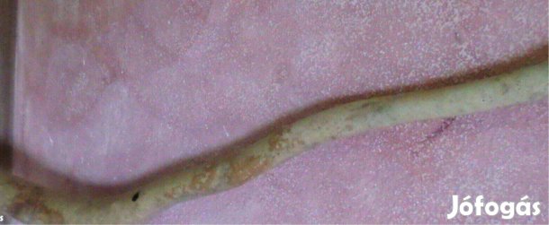 Dísztök 1,4 m hosszú