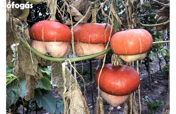 Dísztök turbántök dísz tök mag 30 db tökmag vetőmag