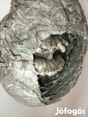 Dolichovespula darázsfészek eladó