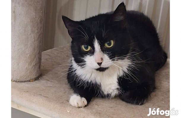 Dominó 2 éves cica örökbefogadó gazdát keres ingyenesen