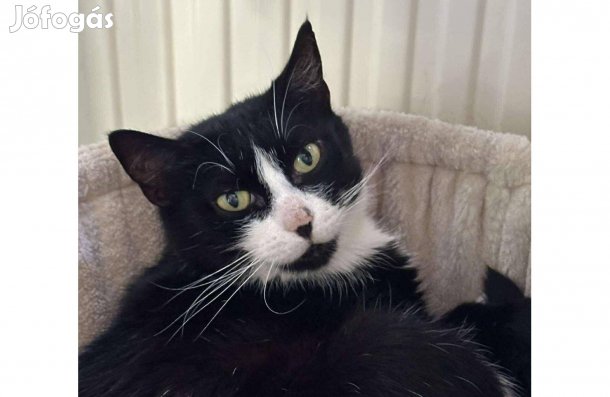 Domino cica örökbefogadó gazdát keres ingyenesen