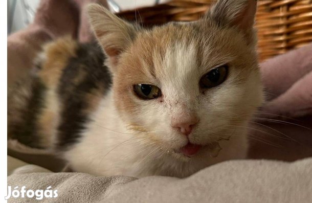 Dorothy az elbűvölő cica vagyok örökbefogadó gazdát keresek ingyenesen