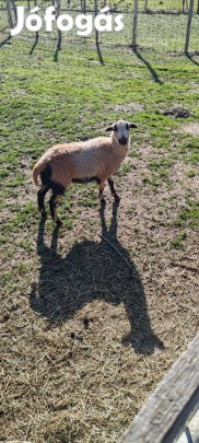 Dorper- kameruni keverék jerke eladó
