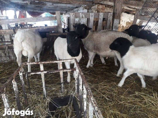 Dorper ,kék texel tenyész juh bírka