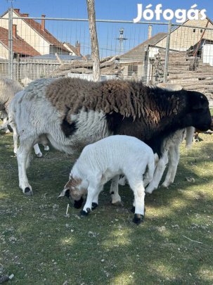 Dorper anya , kos , bárány 3 (egy kos , 2 jerke) , költözne.