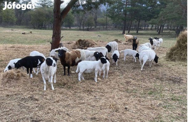 Dorper húsvéti bárány és alpesi kecskegidák